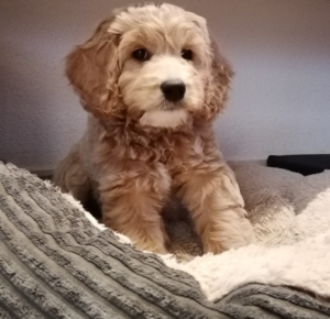 Puppyproof en alles in huis?