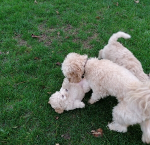 Hoe bijtgedrag pup afleren?